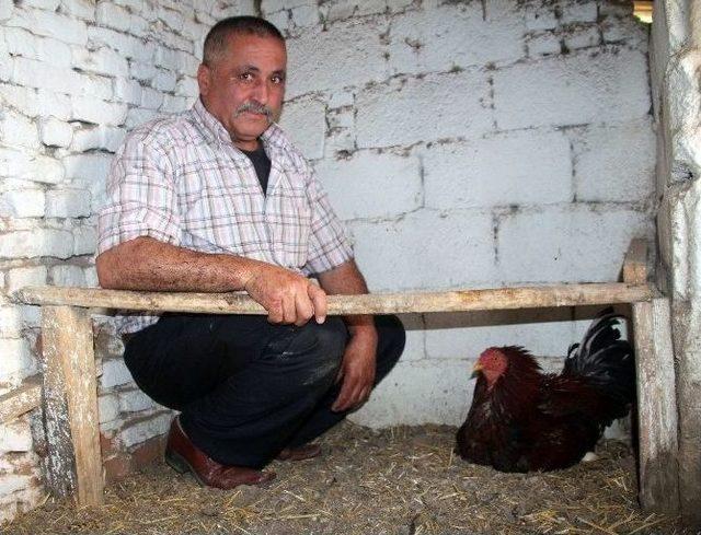 (özel Haber) Horoz, Tavuk Gibi Kuluçkaya Yattı 3
