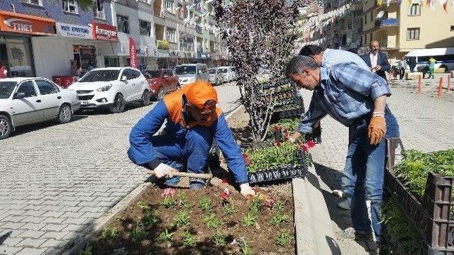 Hakkari Belediyesi’nden Yeşillendirme Çalışması