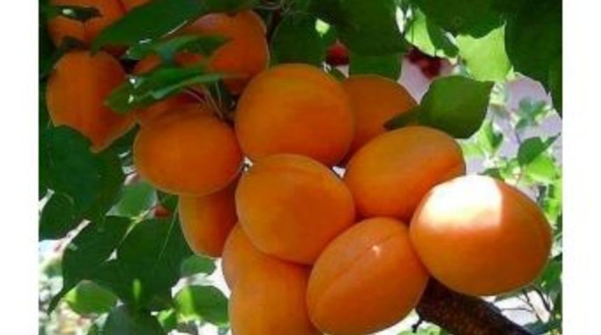 Mut Kayısı K&uuml;lt&uuml;r Ve Sanat Festivali&rsquo;ne Hazır