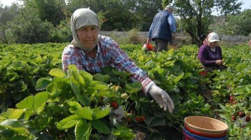 &Ccedil;ilek &Uuml;reticisinin Y&uuml;z&uuml;, Y&uuml;ksek Fiyata Rağmen G&uuml;lmedi