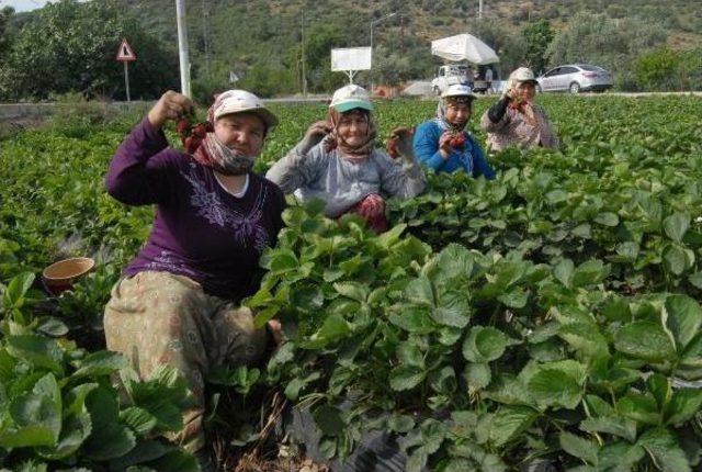 Çilek Üreticisinin Yüzü, Yüksek Fiyata Rağmen Gülmedi