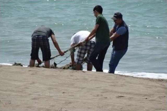 Adana’da Deniz Kaplumbağalarının Yaşam Alanları Temizlendi