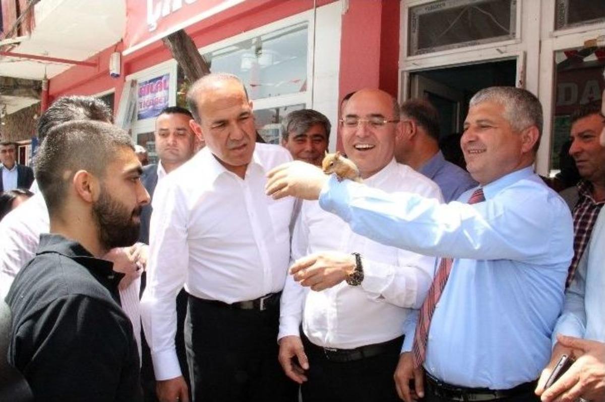 Yavru Sincap Mhp&rsquo;nin Maskotu Oldu