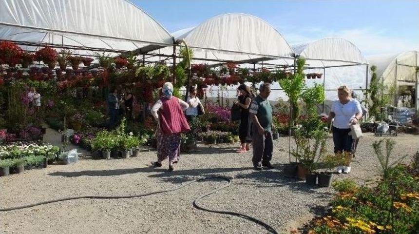 Burhaniye&rsquo;de Kışın Sert Ge&ccedil;mesi &Ccedil;i&ccedil;ek&ccedil;ilerin İşini Arttırdı