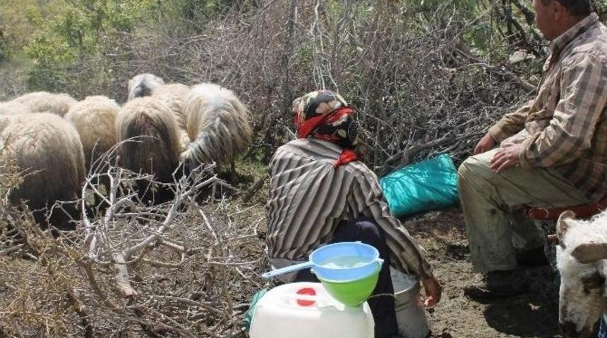 Yaylada S&uuml;t Sağımı Başladı
