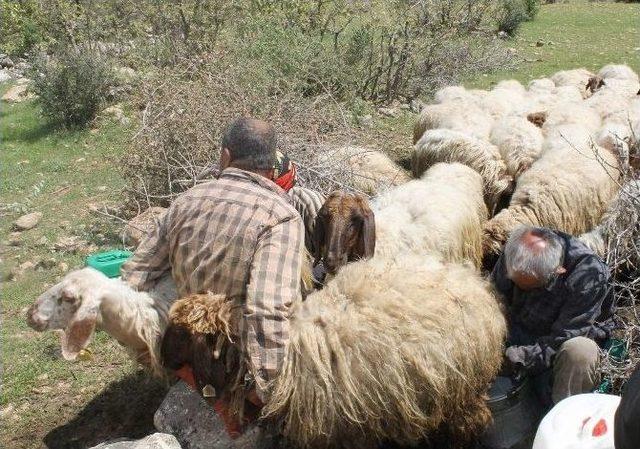 Yaylada Süt Sağımı Başladı