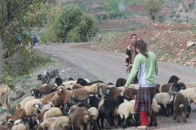 Yaylada Süt Sağımı Başladı