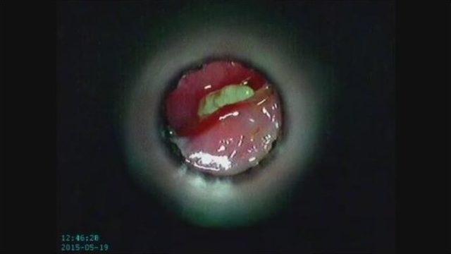 (özel Haber) Kediye Pisi Pisi Operasyonu