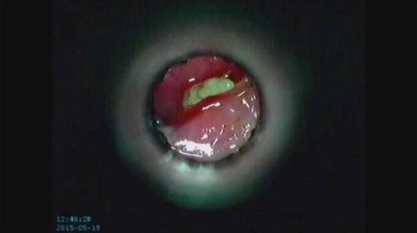 (özel Haber) Kediye Pisi Pisi Operasyonu