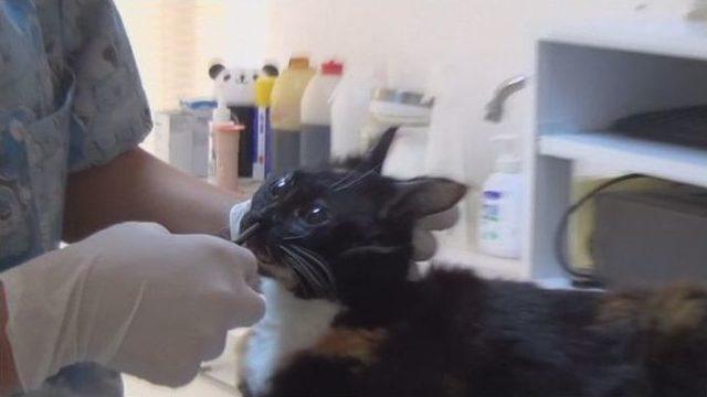 (özel Haber) Kediye Pisi Pisi Operasyonu