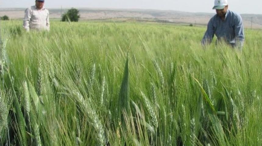 Araban&rsquo;da Hububatta Y&uuml;ksek Rekolte Beklentisi