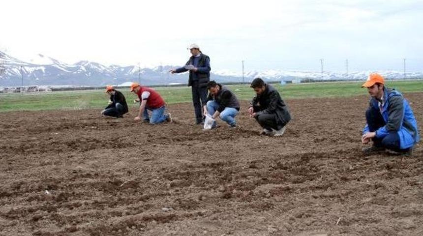Erzurum Ve Iğdır'da Astronot Besini Kinoa Ekildi