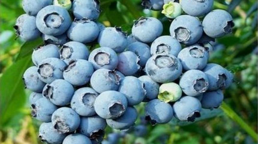 G&ouml;z Hastalarının Dikkatine