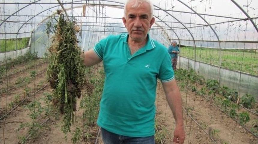 Seracılar Sebze Hastalıklarıyla Baş Edemiyor