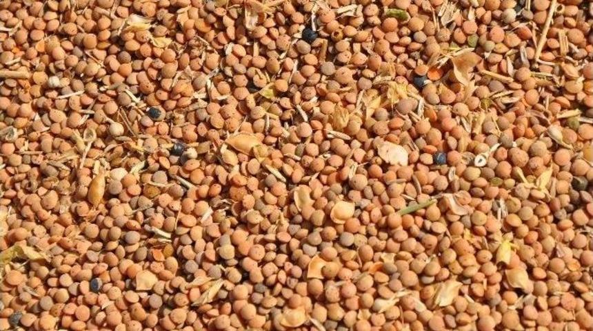 "kırmızı Mercimek Yok Olmak &Uuml;zere&rdquo;