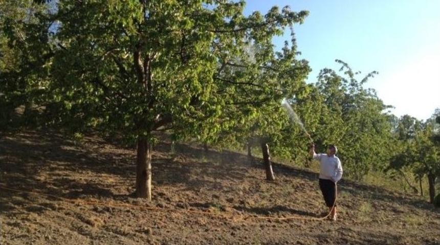 Kiraz Ve Vişne Bah&ccedil;elerinde Zirai M&uuml;cadele
