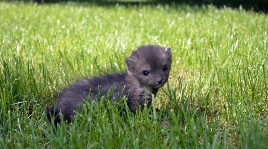 Cami Avlusunda Bulanan Yavru Sansar, Hayvanat Bah&ccedil;esine G&ouml;nderildi
