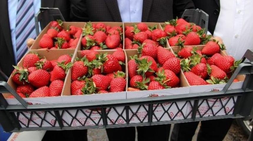 "vali Hanım &Ccedil;ileği"nin Hasadına Başlandı