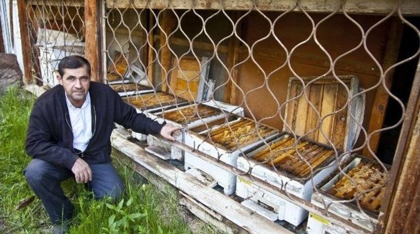 (&ouml;zel Haber) Kirpiler Binlerce Arıyı Yedi