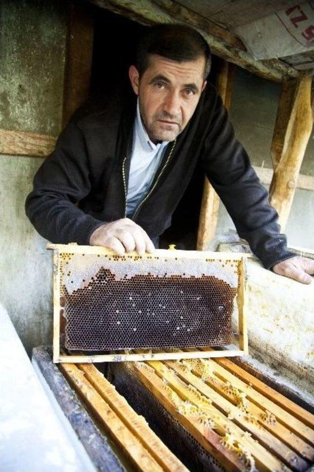 (&ouml;zel Haber) Kirpiler Binlerce Arıyı Yedi 2