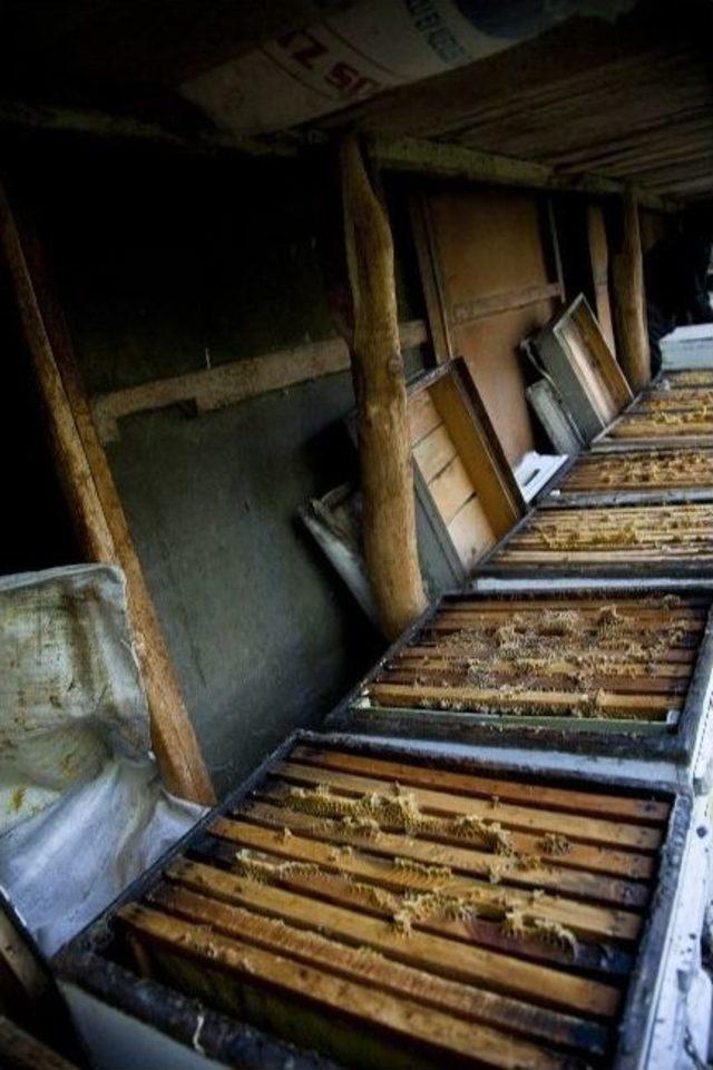 (&ouml;zel Haber) Kirpiler Binlerce Arıyı Yedi 3