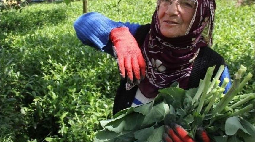 Yaş &Ccedil;ay Fiyatına Tepkiler