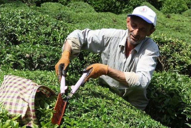 Yaş Çay Fiyatına Tepkiler 1