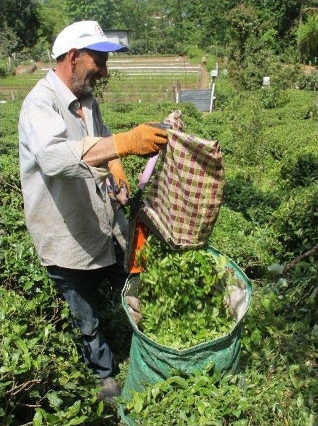 Yaş Çay Fiyatına Tepkiler 2
