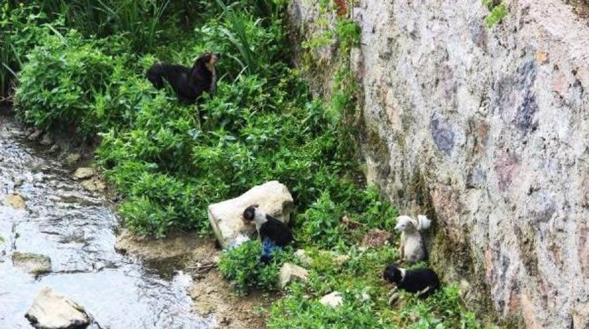 Derede Mahsur Kalan K&ouml;peğin 3 Yavrusunu Itfaiye Kurtardı