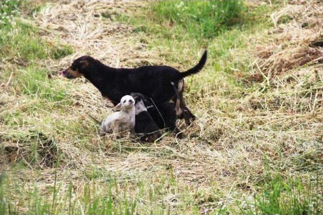 Derede Mahsur Kalan Köpeğin 3 Yavrusunu Itfaiye Kurtardı