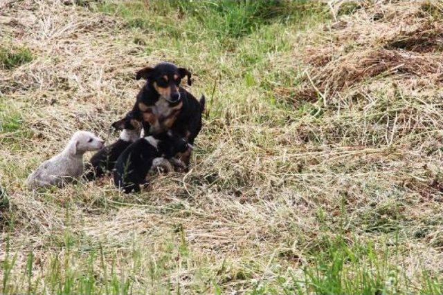 Derede Mahsur Kalan Köpeğin 3 Yavrusunu Itfaiye Kurtardı