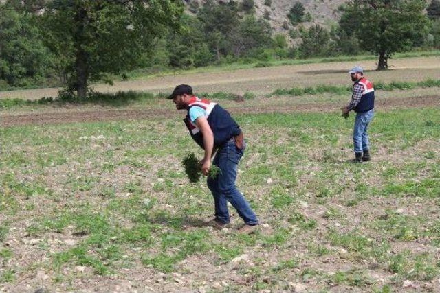 Samsun Havza'da Tarlada 1.5 Milyon Kök Kenevir Ele Geçirildi