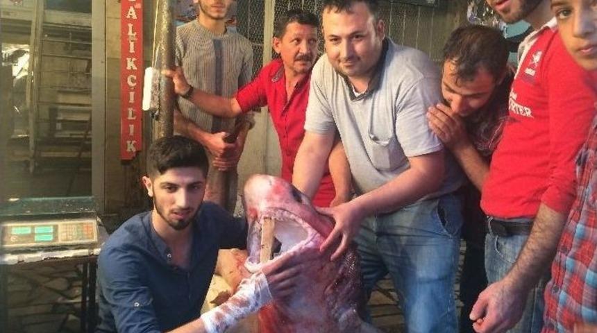 Mersin’de Yine Köpek Balığı Yakalandı