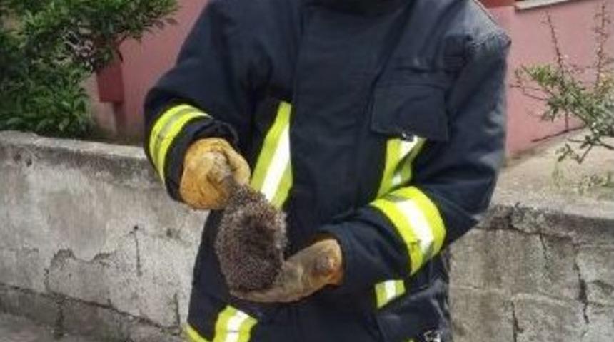 Kirpiyi İtfaiye Kurtardı