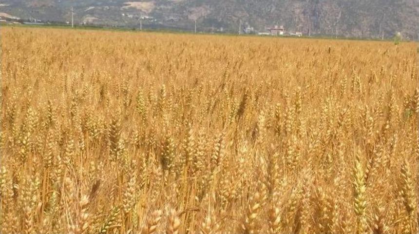 Sertifikalı Buğday Tohumu İ&ccedil;in Tarla Kontrolleri Başladı