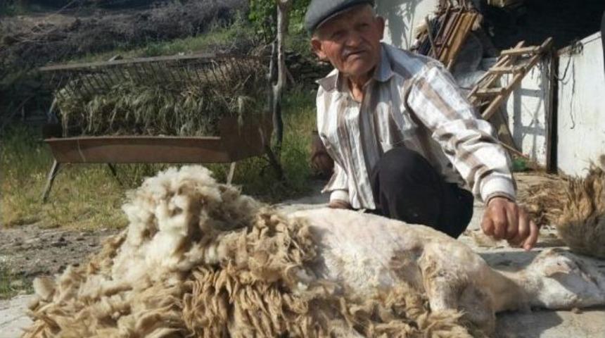 Aydınlı &Ccedil;obanlar Koyunlarına Bahar Makyajı Yapıyor