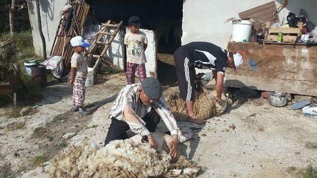 Aydınlı Çobanlar Koyunlarına Bahar Makyajı Yapıyor