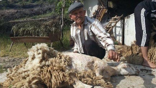 Aydınlı Çobanlar Koyunlarına Bahar Makyajı Yapıyor