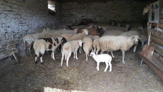 Aydınlı Çobanlar Koyunlarına Bahar Makyajı Yapıyor