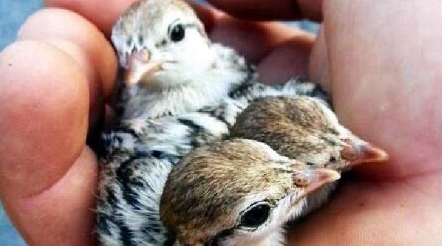 Yavru Kekliklere &Ccedil;oban Sahip &Ccedil;ıktı