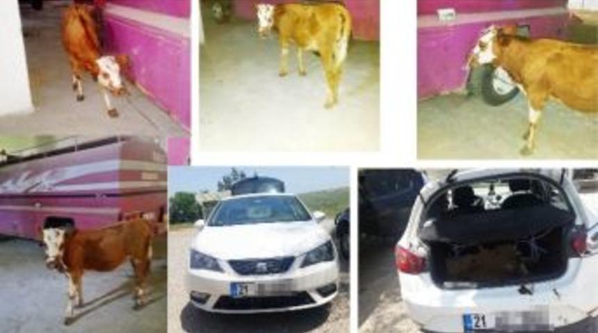 Jandarma Otlarken &Ccedil;alınan Hayvanı Buldu