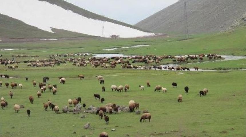 Iğdırlı G&ouml;&ccedil;erler, Ağrı Dağı Yaylalarına &Ccedil;ıktı