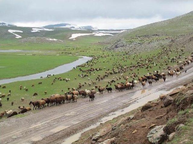 Iğdırlı G&ouml;&ccedil;erler, Ağrı Dağı Yaylalarına &Ccedil;ıktı 2