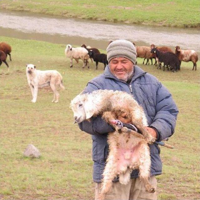 Iğdırlı G&ouml;&ccedil;erler, Ağrı Dağı Yaylalarına &Ccedil;ıktı 3