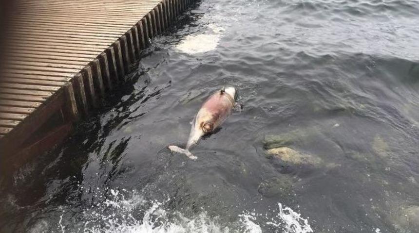 Kıyıya &Ouml;l&uuml; Yunus Vurdu