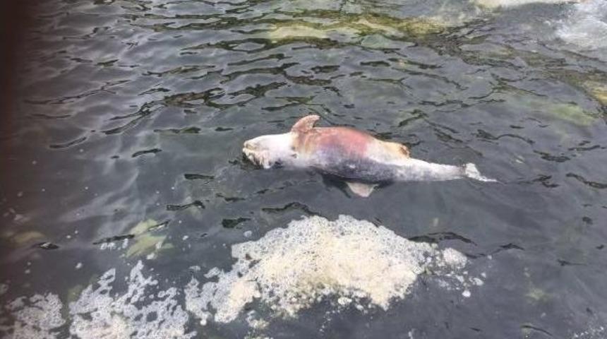 Gemlik&rsquo;Te Yunus &Ouml;l&uuml;s&uuml; Kıyıya Vurdu