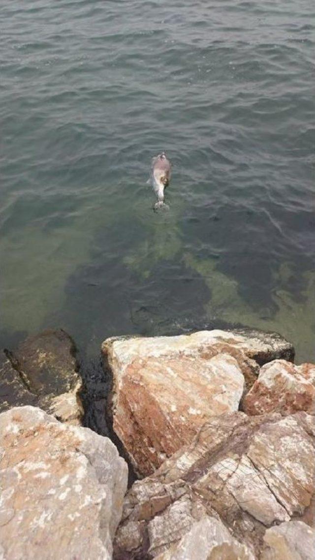 Gemlik’Te Yunus Ölüsü Kıyıya Vurdu 1