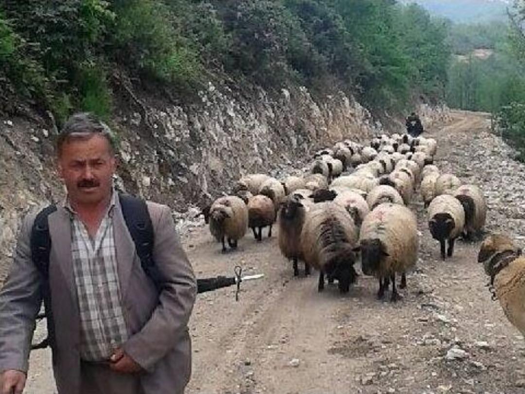 &Ccedil;obanlar Yayla Yolunda