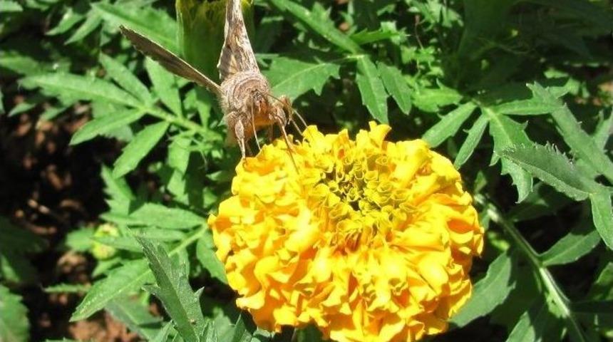 Araban Kelebek İstilası Altında