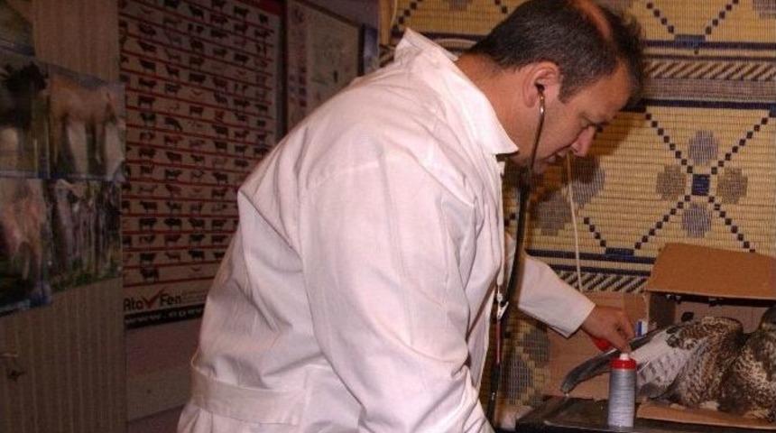 Yaralı Doğan Tedavi Edilerek Doğaya Bırakıldı